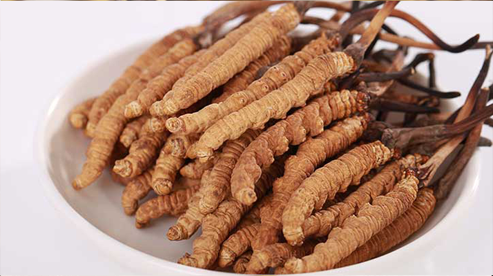 新鮮冬蟲夏草能煮水喝嗎？答案與正確方法都在這