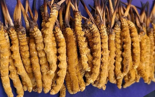 慧眼識(shí)真:西藏冬蟲夏草的辨別方法