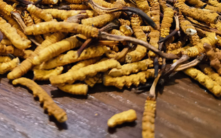 冬蟲(chóng)夏草的藥用價(jià)值:可輔助調(diào)理哪些病癥