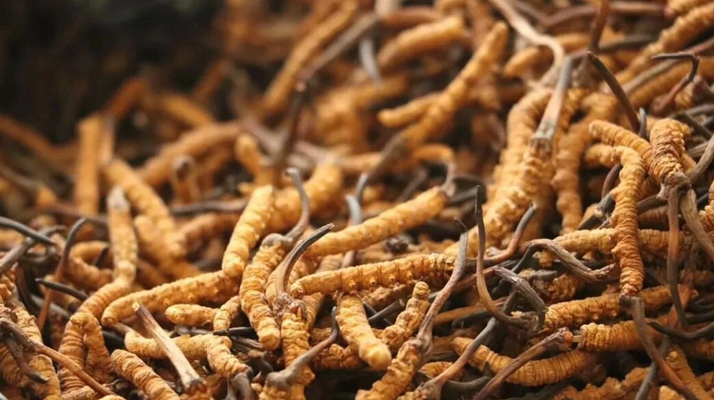 冬蟲夏草一條多少錢？單條價(jià)格的計(jì)算邏輯與實(shí)際范圍