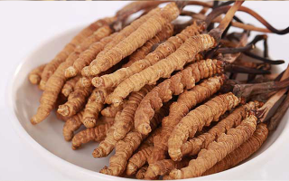 冬蟲(chóng)夏草小草:小身材也有大價(jià)值