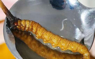 水煮鮮冬蟲夏草:保留營養(yǎng)的最佳做法