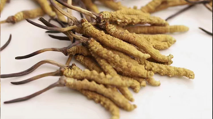 長(zhǎng)期吃冬蟲(chóng)夏草會(huì)怎么樣？從益處到注意事項(xiàng)詳解