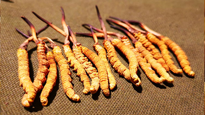 抖音上的冬蟲夏草能買嗎？謹(jǐn)慎抉擇，理性消費(fèi)