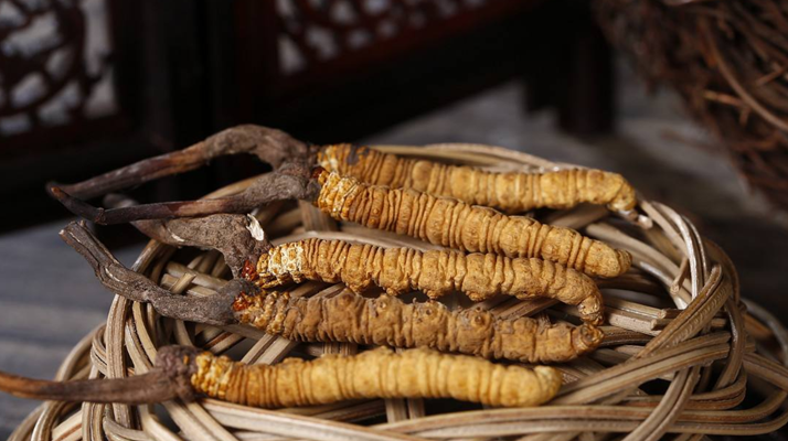 冬蟲(chóng)夏草煲湯怎么煲好喝？營(yíng)養(yǎng)與口感雙優(yōu)的實(shí)用指南