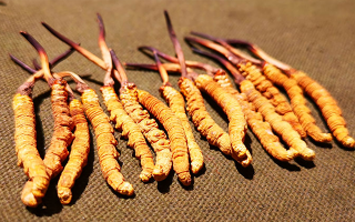 抖音上的冬蟲夏草能買嗎？謹(jǐn)慎抉擇，理性消費(fèi)