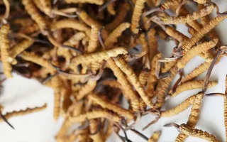 冬蟲夏草一斤多少元一根？多因素交織下的價格探秘