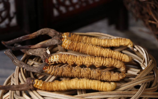 冬蟲夏草煲湯怎么煲好喝？營養(yǎng)與口感雙優(yōu)的實(shí)用指南