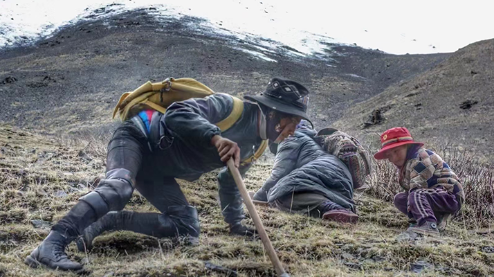 野生冬蟲夏草產(chǎn)地在哪里？核心產(chǎn)區(qū)與品質(zhì)特點解析