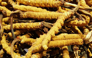 紫河車與冬蟲夏草的區(qū)別：來源、功效及適用場景解析