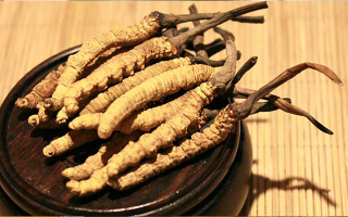 剛挖采的冬蟲夏草怎么辦？科學(xué)處理與儲(chǔ)存指南