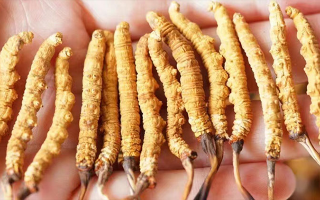 冬蟲(chóng)夏草一根多少錢？?jī)r(jià)格背后的奧秘