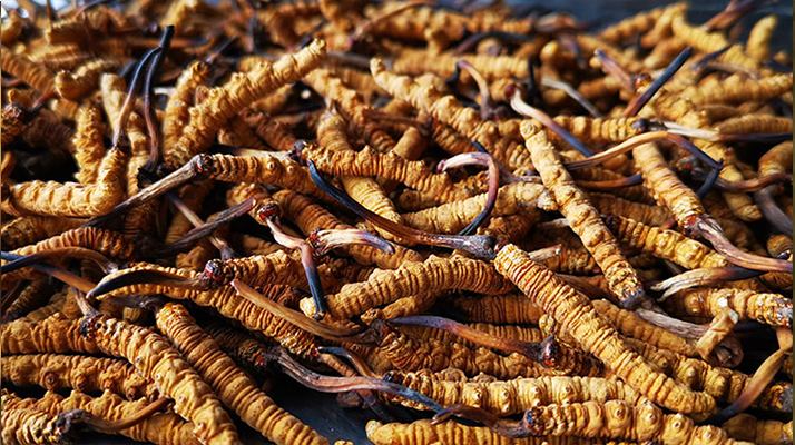 一根冬蟲(chóng)夏草大概多少錢(qián)？?jī)r(jià)格背后的秘密