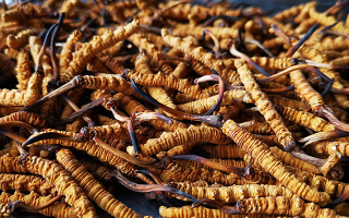 一根冬蟲(chóng)夏草大概多少錢(qián)？?jī)r(jià)格背后的秘密