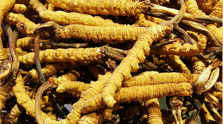 冬蟲夏草這樣燉，營養(yǎng)不流失還更滋補