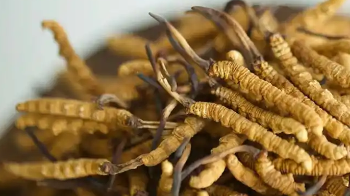 解密 “大個(gè)頭” 冬蟲夏草：何為優(yōu)質(zhì)大蟲草，價(jià)值何在？