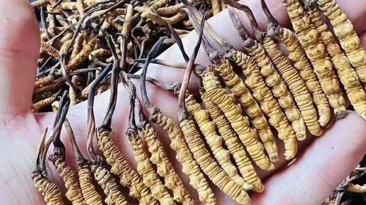 冬蟲夏草采收時(shí)間詳解：把握黃金期，守護(hù)珍稀資源