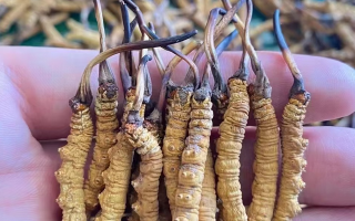  冬蟲夏草燉西洋參：秋冬滋補黃金搭配，這樣燉