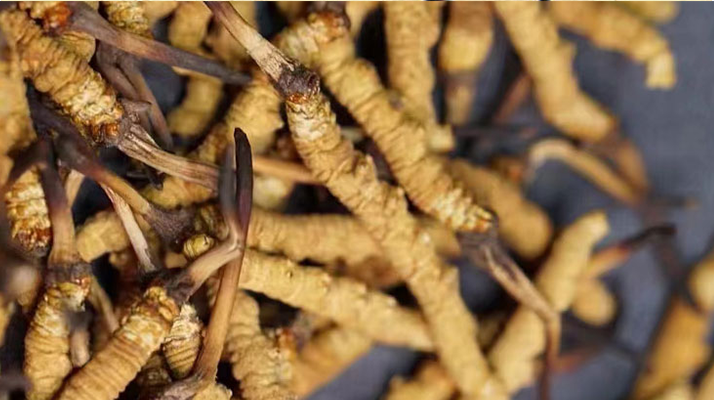 一茶杯水泡幾根冬蟲(chóng)夏草?這份沖泡指南請(qǐng)收好