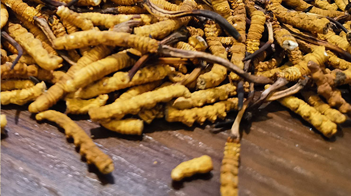 鮮冬蟲夏草并非 “制作” 而成！