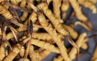 一茶杯水泡幾根冬蟲(chóng)夏草?這份沖泡指南請(qǐng)收好