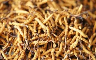 四級冬蟲夏草一克多少根？根數(shù)背后的等級與價(jià)值邏輯