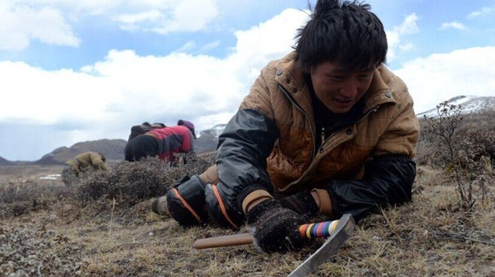 那曲<a href=http://www.tgly8188.com/sdph/wacr/ target=_blank class=infotextkey>挖草人</a>阿旺的蟲草采摘時間表 