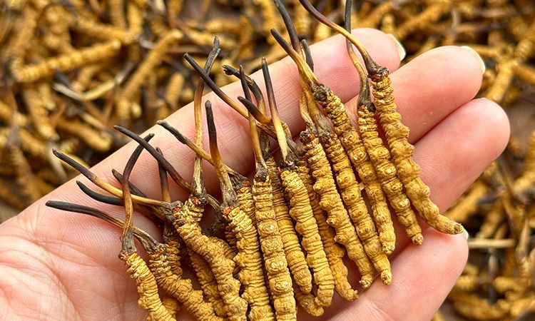 不同形態(tài)蟲草的保存方法與時限