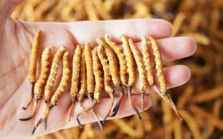 為啥說頭期冬蟲夏草品質(zhì)最好？掰開揉碎給你講