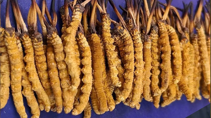 挖了三十年蟲草，這些采摘的苦，沒經(jīng)歷過的人真不懂