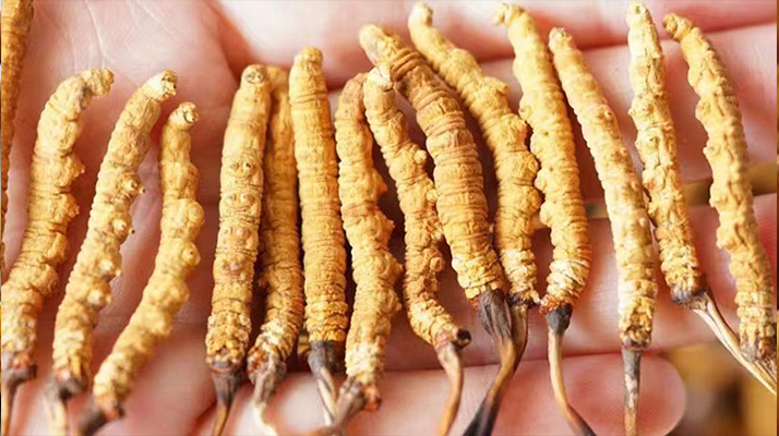 冬蟲夏草最佳購買時間：選對時機，兼顧品質(zhì)與性價比